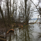 Biber am See M__hlebach H__rbranz FEB 2016 _6_.JPG