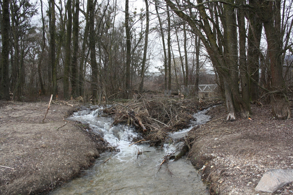 Biber am See M__hlebach H__rbranz FEB 2016 _20_.JPG