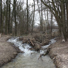 Biber am See M__hlebach H__rbranz FEB 2016 _20_.JPG