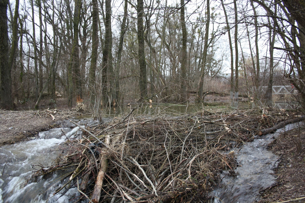 Biber am See M__hlebach H__rbranz FEB 2016 _21_.JPG