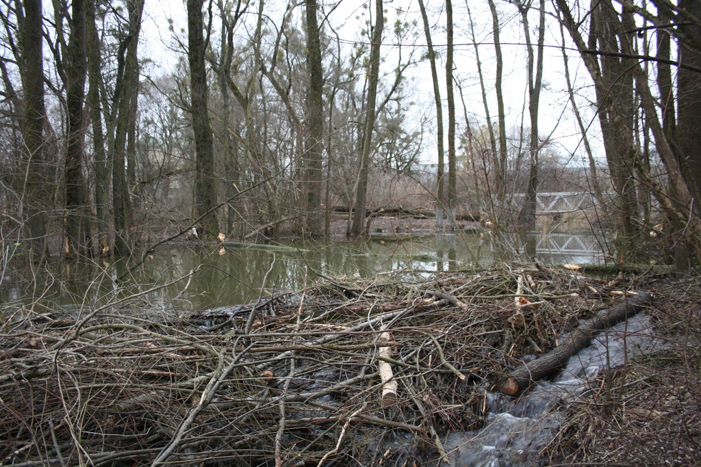 Biber am See M__hlebach H__rbranz FEB 2016 _22_.JPG