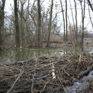 Biber am See M__hlebach H__rbranz FEB 2016 _22_.JPG