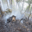 Waldbrand Rohrbach Graben NK _14_.jpg