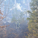 Waldbrand Rohrbach Graben NK _22_.jpg