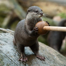 Training für Otter im Tiergarten Schönbrunn