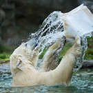 Eisbären Lynn und Renzo im Tiergarten Schönbrunn