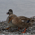 Wasservögel sorgen für Gechreie
