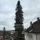 Gemeindeamt Z BAUMF__LLUNG 16-02-2016 _2_.JPG
