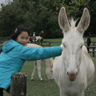 Eselolympiade _c_ Schloss Hof M__ller.JPG