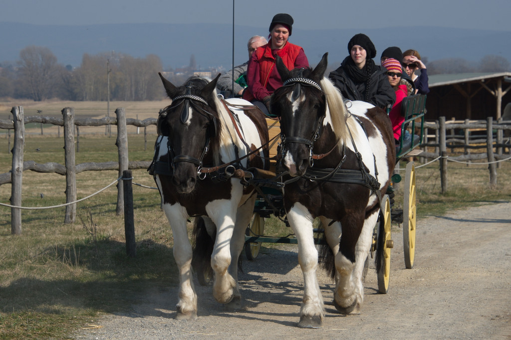 Kutschenfahrt _c_ Jutta Kirchner_Schloss Hof.jpg