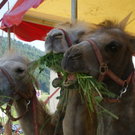 Der Familienzirkus Kaiser ist im Bregenzerwald