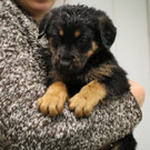 Fünf ausgesetzte Hundewelpen aus Weingarten gerettet