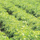 LANDWIRTSCHAFTLICHE BODENKULTUR