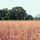 Seite 9 - Kornfeld.jpg