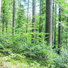 Seite 9 - Wald.jpg