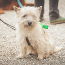 St. Patricks Day Parade @ Innere Stadt Wien 18.03.2016