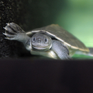 Die Bartagur-Schildkröte