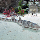 Neues Baby-Aquarium für Haie und Rochen im Haus des Meeres