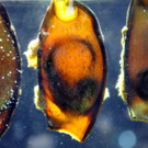 Bambushaiei- G__ntherHulla.jpg