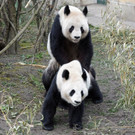 Panda-Paarung im Tiergarten Schönbrunn