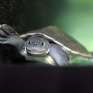 Batagur-Schildkröten im Zoo Schönbrunn