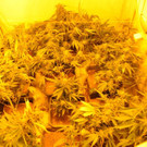 Cannabis-Plantage in Wohnung in Lauranzgasse gefunden