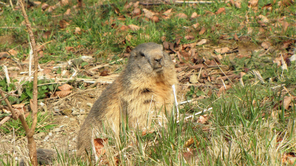 KOE_Wildpark Maerz 2016 3.jpg
