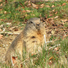 KOE_Wildpark Maerz 2016 3.jpg
