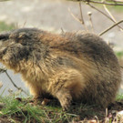 KOE_Wildpark Maerz 2016 4.jpg
