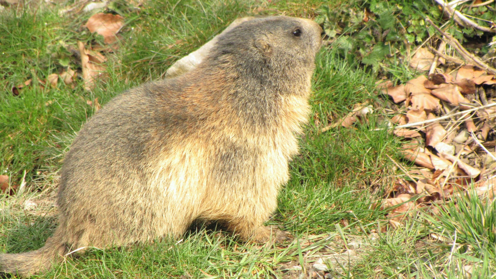 KOE_Wildpark Maerz 2016 10.jpg