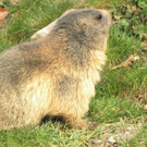 KOE_Wildpark Maerz 2016 10.jpg