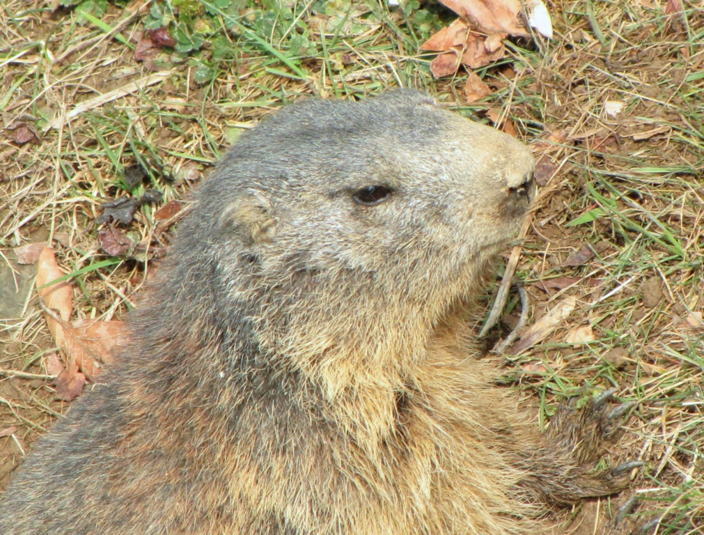 KOE_Wildpark Maerz 2016 11.jpg