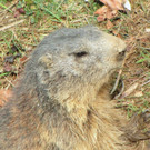 KOE_Wildpark Maerz 2016 11.jpg