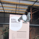 KOE_Wildpark Maerz 2016 12.jpg