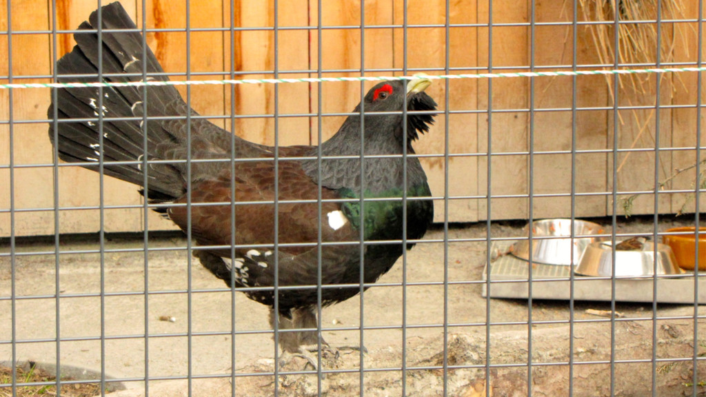 KOE_Wildpark Maerz 2016 14.jpg