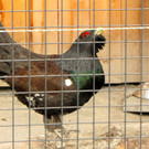 KOE_Wildpark Maerz 2016 14.jpg