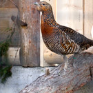 KOE_Wildpark Maerz 2016 17.jpg
