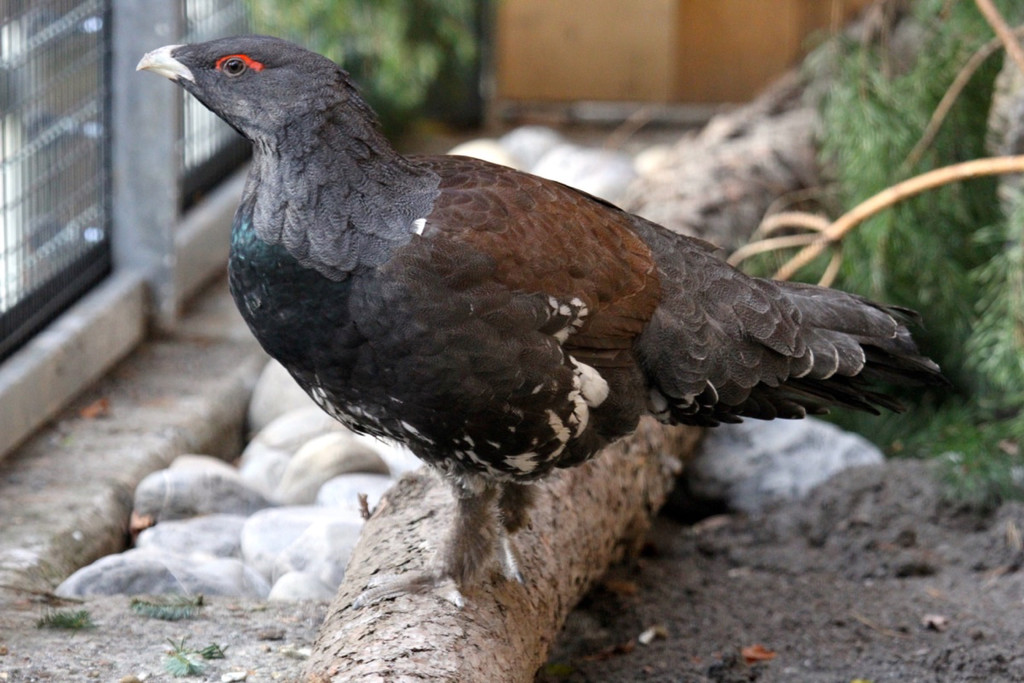 KOE_Wildpark Maerz 2016 18.jpg