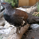KOE_Wildpark Maerz 2016 18.jpg