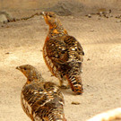 KOE_Wildpark Maerz 2016 20.jpg