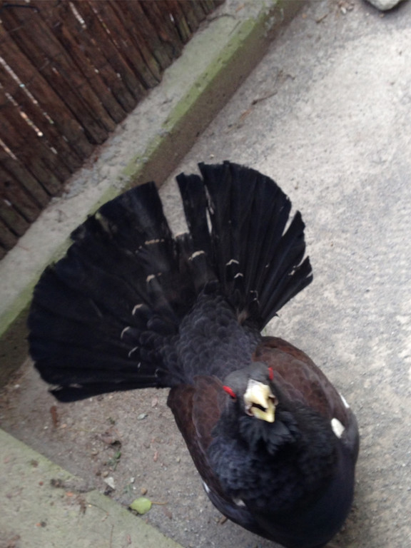 KOE_Wildpark Maerz 2016 21.jpg