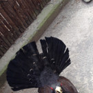 KOE_Wildpark Maerz 2016 21.jpg