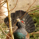 KOE_Wildpark Maerz 2016 22.jpg