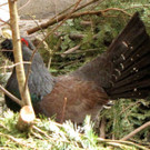 KOE_Wildpark Maerz 2016 23.jpg