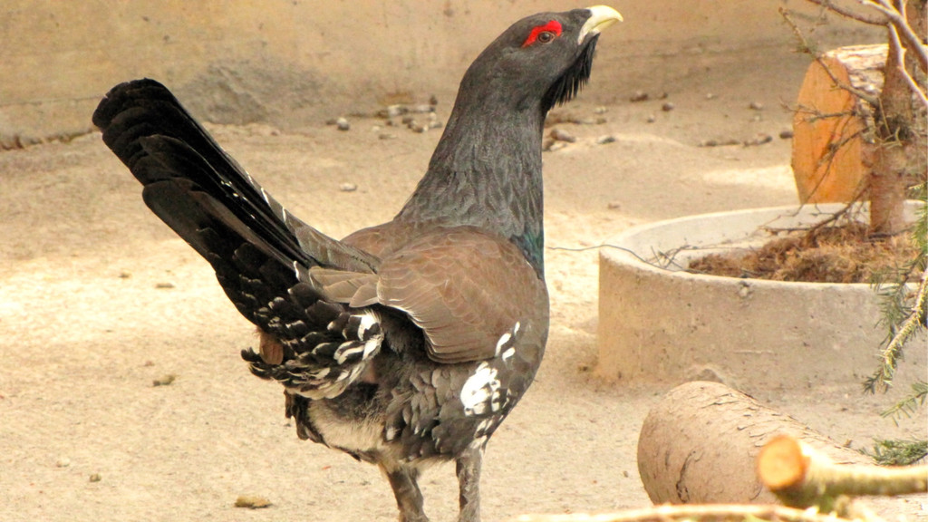 KOE_Wildpark Maerz 2016 24.jpg