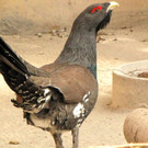 KOE_Wildpark Maerz 2016 24.jpg