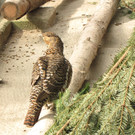 KOE_Wildpark Maerz 2016 25.jpg