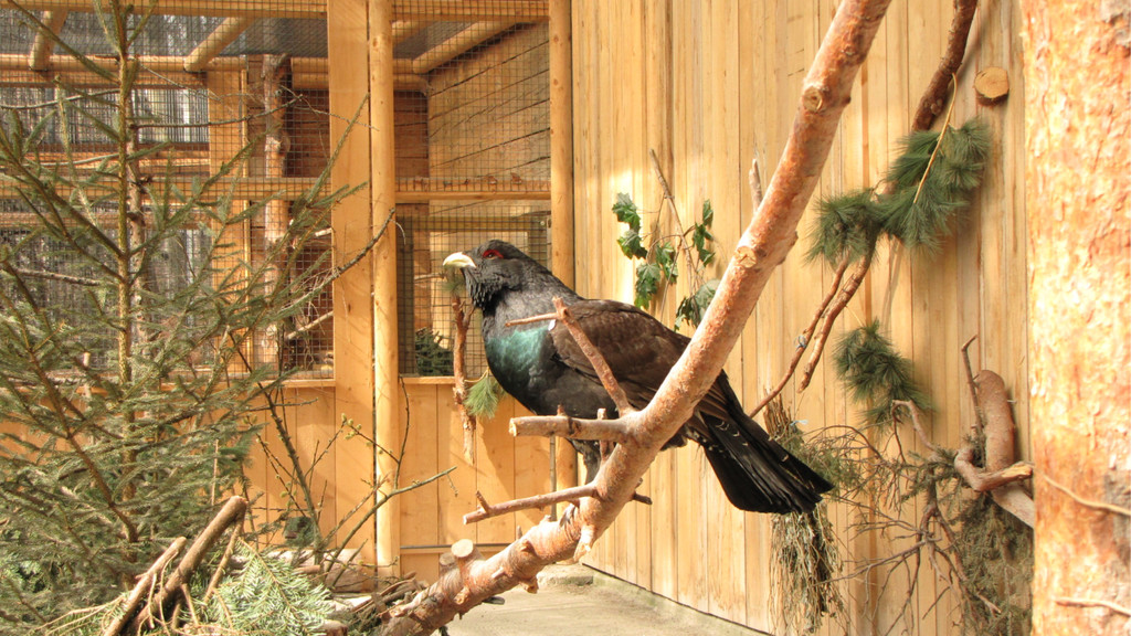 KOE_Wildpark Maerz 2016 26.jpg