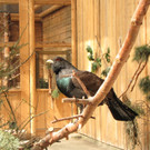 KOE_Wildpark Maerz 2016 26.jpg