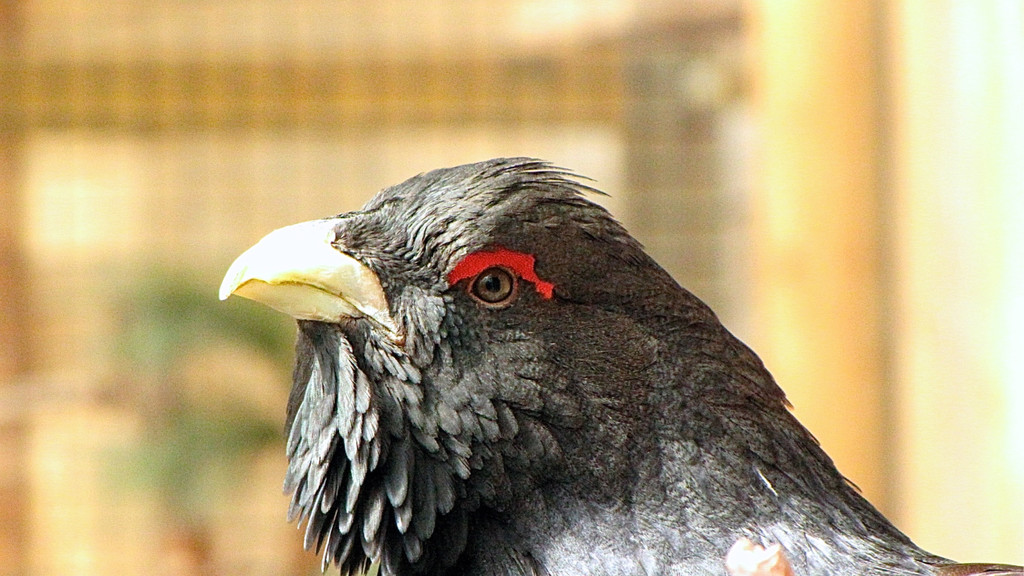 KOE_Wildpark Maerz 2016 27.jpg